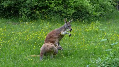 Kırmızı kanguru, Macropus Rufus tüm kanguruların en büyüğü, Avustralya 'ya özgü en büyük karasal memeli ve mevcut en büyük keseli hayvandır..