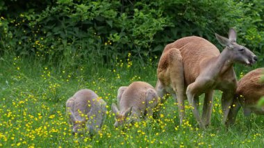 Kırmızı kanguru, Macropus Rufus tüm kanguruların en büyüğü, Avustralya 'ya özgü en büyük karasal memeli ve mevcut en büyük keseli hayvandır..