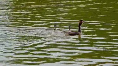 Great Crested Grebe ailesi, güzel turuncu renklere sahip Podiceps kristali, kırmızı gözlü bir su kuşu. Eski Dünya 'da bulunan en büyük aile üyesidir..