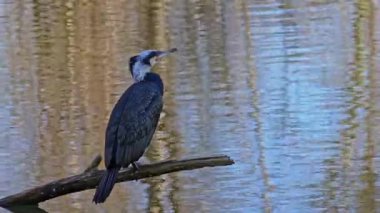 Kuzey yarımküre boyunca büyük siyah karabatak olarak bilinen büyük karabatak, Avustralya 'daki siyah karabatak ve Yeni Zelanda' nın daha güneyindeki siyah karabatak