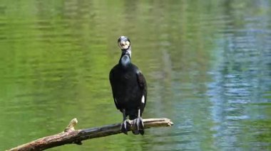 Kuzey yarımküre boyunca büyük siyah karabatak olarak bilinen büyük karabatak, Avustralya 'daki siyah karabatak ve Yeni Zelanda' nın daha güneyindeki siyah karabatak
