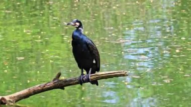 Kuzey yarımküre boyunca büyük siyah karabatak olarak bilinen büyük karabatak, Avustralya 'daki siyah karabatak ve Yeni Zelanda' nın daha güneyindeki siyah karabatak