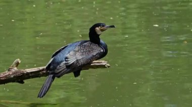 Kuzey yarımküre boyunca büyük siyah karabatak olarak bilinen büyük karabatak, Avustralya 'daki siyah karabatak ve Yeni Zelanda' nın daha güneyindeki siyah karabatak