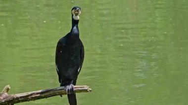 Kuzey yarımküre boyunca büyük siyah karabatak olarak bilinen büyük karabatak, Avustralya 'daki siyah karabatak ve Yeni Zelanda' nın daha güneyindeki siyah karabatak