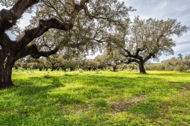 Arronches, Alentejo, Portekiz yakınlarındaki Hortas de Baixo 'daki Mantar Meşe Ormanı' ndan geçiyorum..