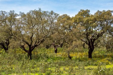 Arronches, Alentejo, Portekiz yakınlarındaki Hortas de Baixo 'daki Mantar Meşe Ormanı' ndan geçiyorum..