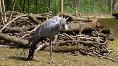 Grus paradisea, Güney Afrika 'ya özgü nesli tükenmekte olan bir kuş türü. Güney Afrika 'nın ulusal kuşudur.