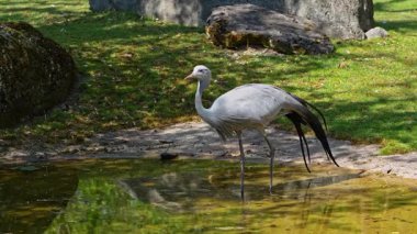 Grus paradisea, Güney Afrika 'ya özgü nesli tükenmekte olan bir kuş türü. Güney Afrika 'nın ulusal kuşudur.