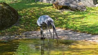 Grus paradisea, Güney Afrika 'ya özgü nesli tükenmekte olan bir kuş türü. Güney Afrika 'nın ulusal kuşudur.