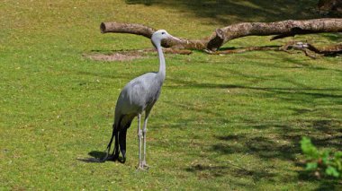 Grus paradisea, Güney Afrika 'ya özgü nesli tükenmekte olan bir kuş türü. Güney Afrika 'nın ulusal kuşudur.