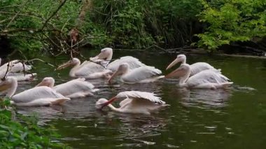 Büyük Beyaz Pelikan (