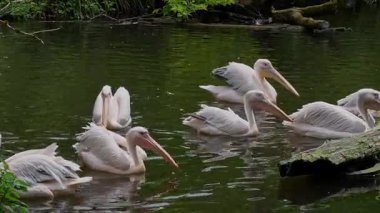 Büyük Beyaz Pelikan (
