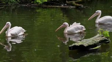 Büyük Beyaz Pelikan (