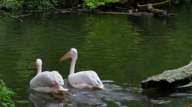 Büyük Beyaz Pelikan (