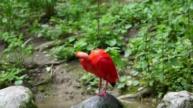 Kızıl aynak, Eudocimus ruber, Threskiornithidae familyasından bir kuş, kabuklu deniz ürünlerinin kırmızımsı renklerine hayran kalmıştır.
