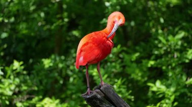 Kızıl aynak, Eudocimus ruber, Threskiornithidae familyasından bir kuş, kabuklu deniz ürünlerinin kırmızımsı renklerine hayran kalmıştır.