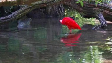 Kızıl aynak, Eudocimus ruber, Threskiornithidae familyasından bir kuş, kabuklu deniz ürünlerinin kırmızımsı renklerine hayran kalmıştır.