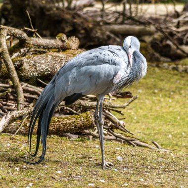 Grus paradisea, Güney Afrika 'ya özgü nesli tükenmekte olan bir kuş türü. Güney Afrika 'nın ulusal kuşudur.
