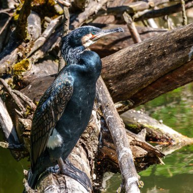 Kuzey yarımküre boyunca büyük siyah karabatak olarak bilinen büyük karabatak, Avustralya 'daki siyah karabatak ve Yeni Zelanda' nın daha güneyindeki siyah karabatak