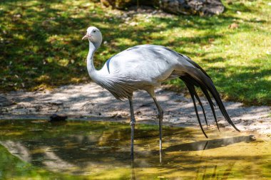 Grus paradisea, Güney Afrika 'ya özgü nesli tükenmekte olan bir kuş türü. Güney Afrika 'nın ulusal kuşudur.