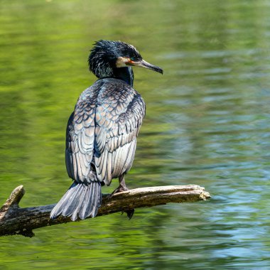 Kuzey yarımküre boyunca büyük siyah karabatak olarak bilinen büyük karabatak, Avustralya 'daki siyah karabatak ve Yeni Zelanda' nın daha güneyindeki siyah karabatak