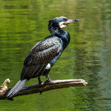 Kuzey yarımküre boyunca büyük siyah karabatak olarak bilinen büyük karabatak, Avustralya 'daki siyah karabatak ve Yeni Zelanda' nın daha güneyindeki siyah karabatak