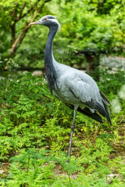 Demokiselle Crane ve Anthropoides başak kuşları gün boyunca açık yeşil çayırlarda yaşarlar. Orta Avrupa 'da bulunan bir turna türüdür.