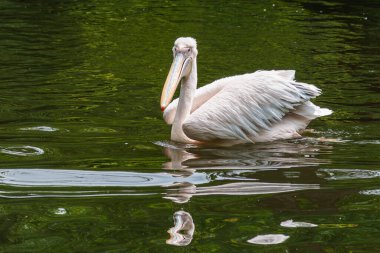 Büyük Beyaz Pelikan (