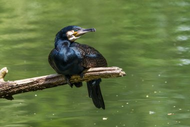 Kuzey yarımküre boyunca büyük siyah karabatak olarak bilinen büyük karabatak, Avustralya 'daki siyah karabatak ve Yeni Zelanda' nın daha güneyindeki siyah karabatak