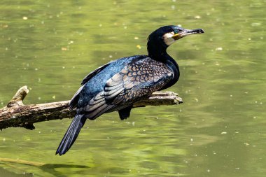 Kuzey yarımküre boyunca büyük siyah karabatak olarak bilinen büyük karabatak, Avustralya 'daki siyah karabatak ve Yeni Zelanda' nın daha güneyindeki siyah karabatak