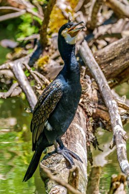 Kuzey yarımküre boyunca büyük siyah karabatak olarak bilinen büyük karabatak, Avustralya 'daki siyah karabatak ve Yeni Zelanda' nın daha güneyindeki siyah karabatak