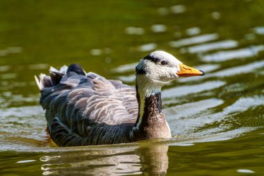 Çubuk başlı kaz Anser indicus, Orta Asya 'da, Güney Asya' daki dağ gölleri ve kışların yakınında, Hindistan yarımadasının güneyine kadar uzanan kolonilerde üreyen bir kazdır..