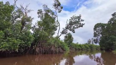 Igarape do Urubu Nehri, Delta das Canarias, Ilha das Canarias, Brezilya 'da tekne gezisi. Amazon yağmur ormanları. Güney Amerika