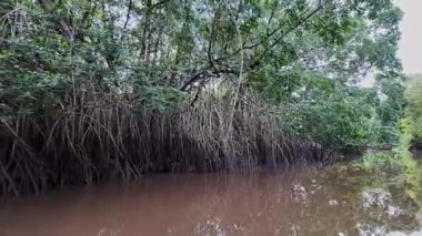 Igarape do Urubu Nehri, Delta das Canarias, Ilha das Canarias, Brezilya 'da tekne gezisi. Amazon yağmur ormanları. Güney Amerika