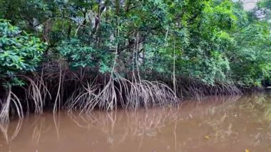 Igarape do Urubu Nehri, Delta das Canarias, Ilha das Canarias, Brezilya 'da tekne gezisi. Amazon yağmur ormanları. Güney Amerika