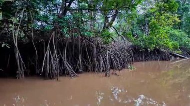 Igarape do Urubu Nehri, Delta das Canarias, Ilha das Canarias, Brezilya 'da tekne gezisi. Amazon yağmur ormanları. Güney Amerika