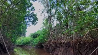 Igarape do Urubu Nehri, Delta das Canarias, Ilha das Canarias, Brezilya 'da tekne gezisi. Amazon yağmur ormanları. Güney Amerika