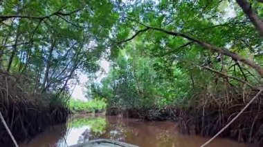 Igarape do Urubu Nehri, Delta das Canarias, Ilha das Canarias, Brezilya 'da tekne gezisi. Amazon yağmur ormanları. Güney Amerika