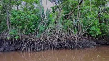 Igarape do Urubu Nehri, Delta das Canarias, Ilha das Canarias, Brezilya 'da tekne gezisi. Amazon yağmur ormanları. Güney Amerika