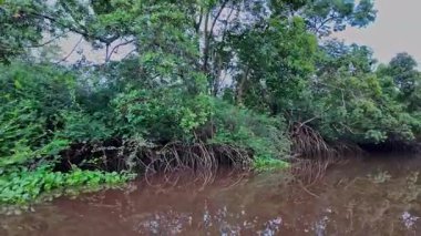 Igarape do Urubu Nehri, Delta das Canarias, Ilha das Canarias, Brezilya 'da tekne gezisi. Amazon yağmur ormanları. Güney Amerika