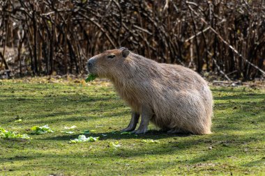 Capybara, Hydrochoerus hydrochaeris Güney Amerika 'da yaşayan bir memelidir. Dünyada yaşayan en büyük kemirgendir..