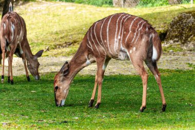 Nyala, Tragelaphus angasii Güney Afrika 'ya özgü spiral boynuzlu bir antiloptur. Bovidae familyasından ve Nyala familyasından, Tragelaphus familyasından bir türdür..
