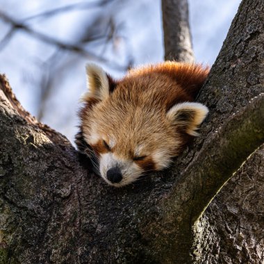 Kırmızı panda, Ailurus fulgens, daha küçük panda ve kırmızı kedi ayı olarak da bilinir..