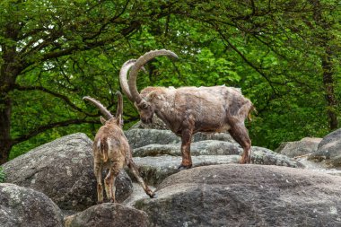 İki dağ keçisi dişilerin ve bölgelerin üzerinde kafa kafaya çarpışır. Avrupa Alpleri 'nin dağlarında yaşayan vahşi bir keçi türü..