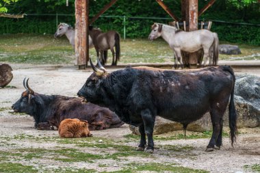 Bos Primigenius Taurus, soyu tükenmiş yaban öküzlerine benzediğini iddia etti. Alman parkında görülen yerli dağ sığırları