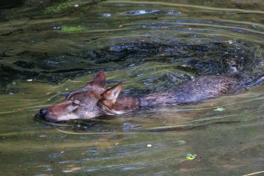Kurt, gri kurt ya da kereste kurdu olarak da bilinen, Avrasya ve Kuzey Amerika 'nın vahşi ve uzak bölgelerinde yaşayan bir köpek türüdür. Burada bir su birikintisinde yüzüyorum.