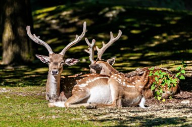 Fallow deer, Dama mezopotamya, Cervidae familyasından bir memeli türü..