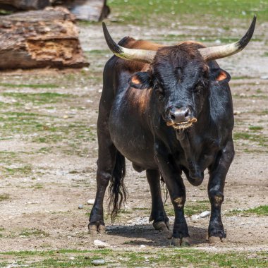 Bos Primigenius Taurus, soyu tükenmiş yaban öküzlerine benzediğini iddia etti. Alman parkında görülen yerli dağ sığırları