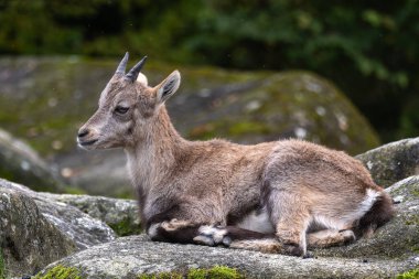 Genç dağ keçisi bir kayanın üzerinde - Alman parkında Capra dağ keçisi