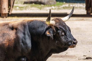 Bos Primigenius Taurus, soyu tükenmiş yaban öküzlerine benzediğini iddia etti. Alman parkında görülen yerli dağ sığırları